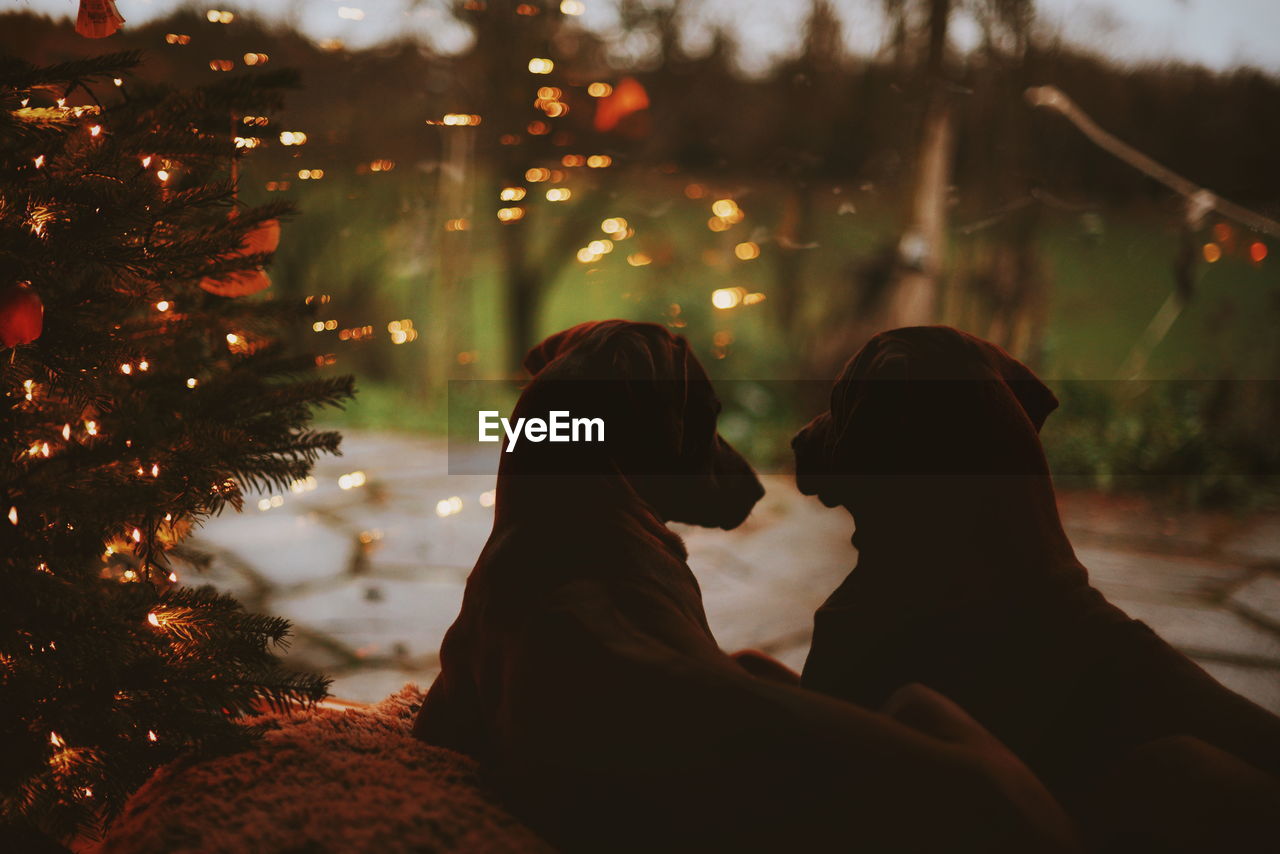 Close-up of dogs sitting by illuminated christmas tree during sunset