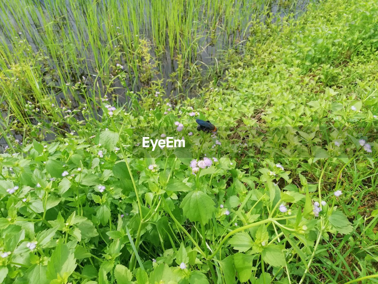 HIGH ANGLE VIEW OF FLOWERING PLANTS IN FIELD