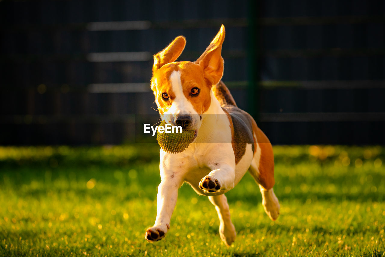 PORTRAIT OF DOG RUNNING ON FIELD