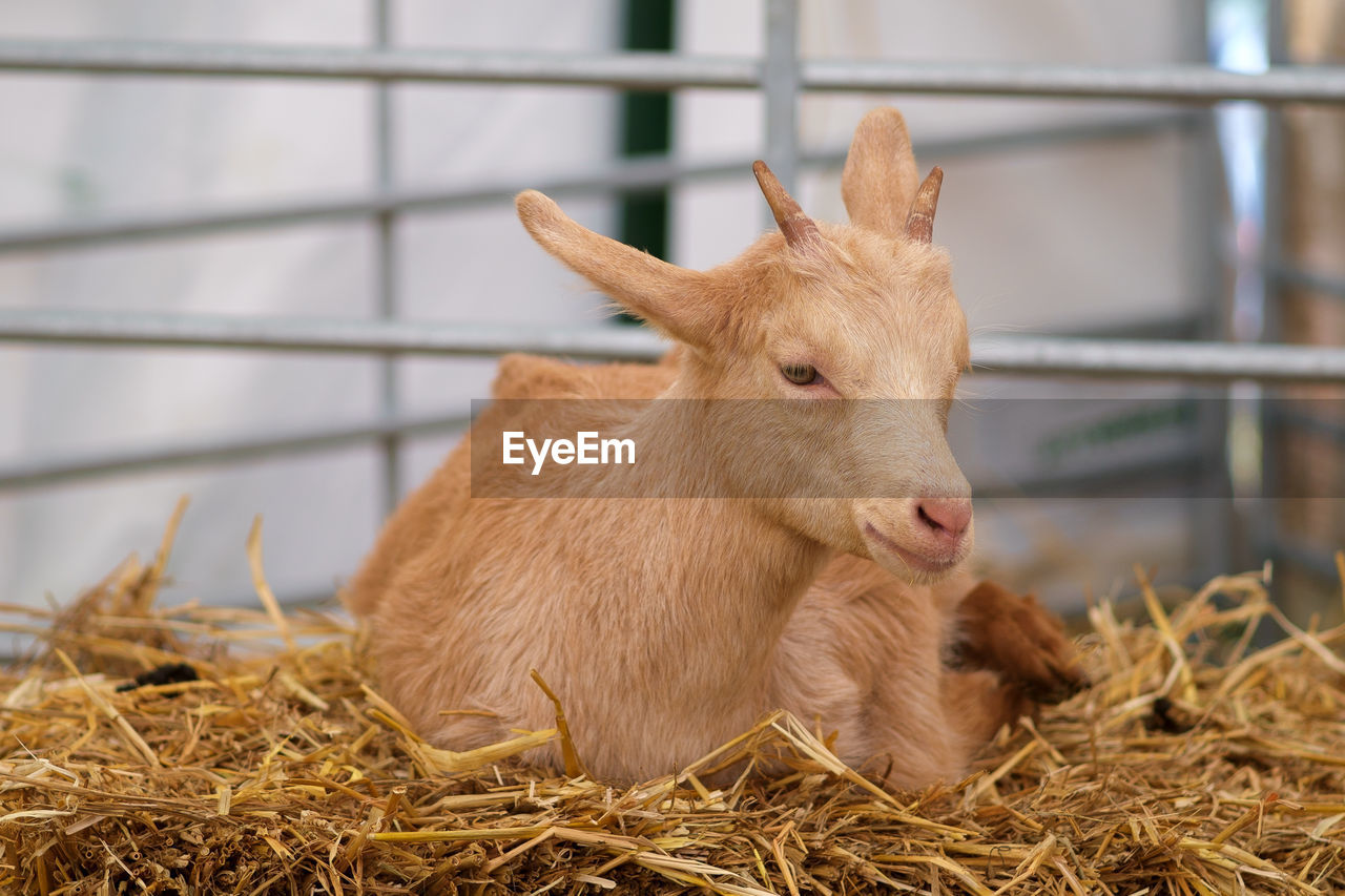 Close-up of goat on hay