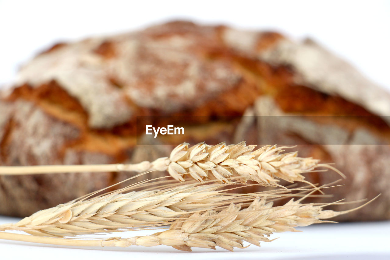 Ear of wheat by bread over white background