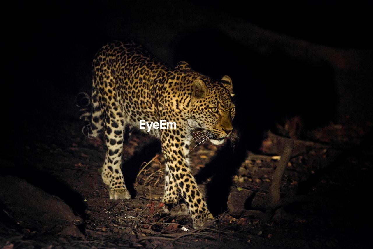 High angle view of leopard on field at night