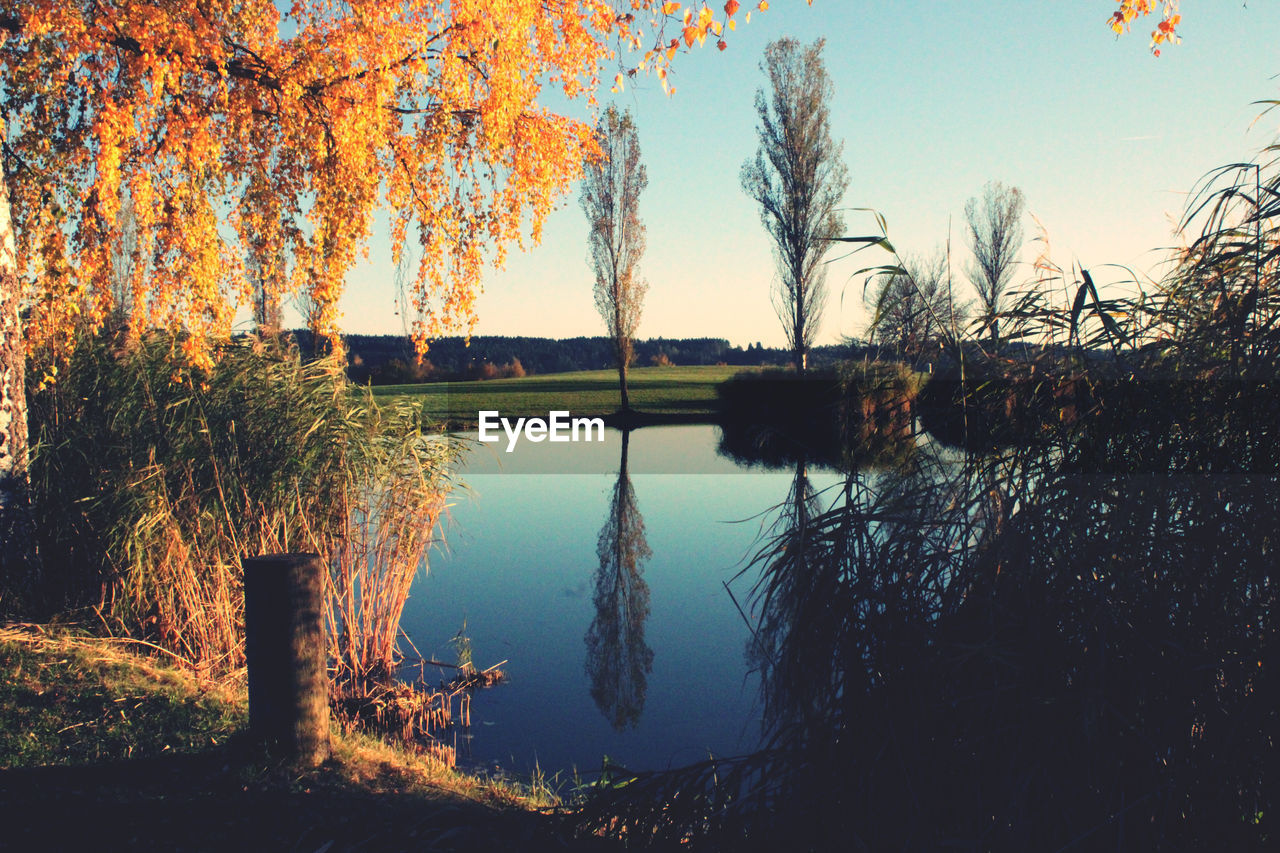 SCENIC VIEW OF LAKE IN FOREST AGAINST SKY