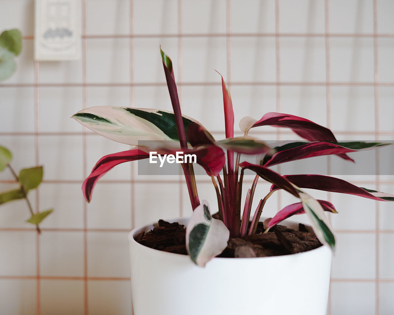 CLOSE-UP OF POTTED PLANT ON WALL AT HOME