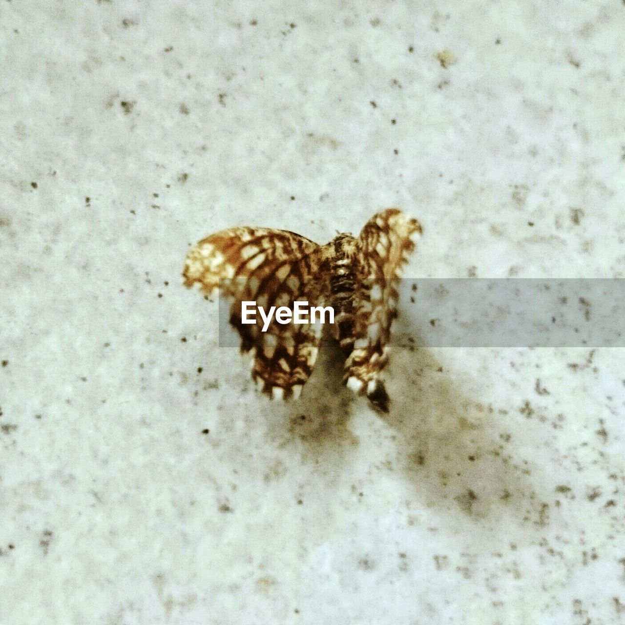 HIGH ANGLE VIEW OF BUTTERFLY ON GROUND