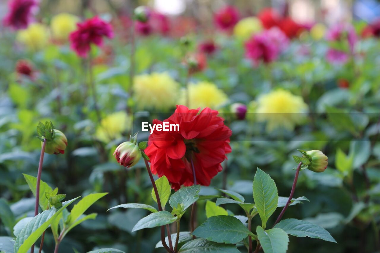 CLOSE-UP OF HIBISCUS BLOOMING OUTDOORS