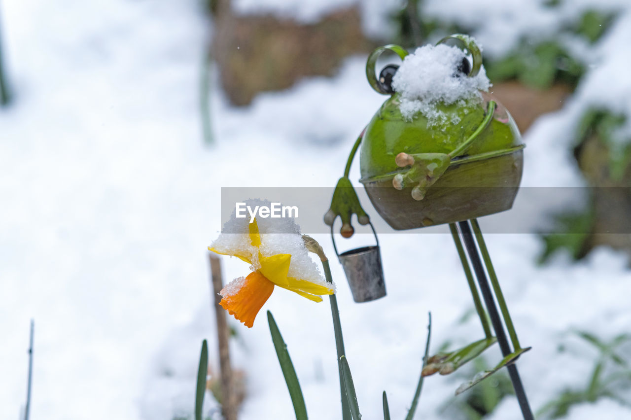 CLOSE-UP OF FROZEN LEAF ON SNOW