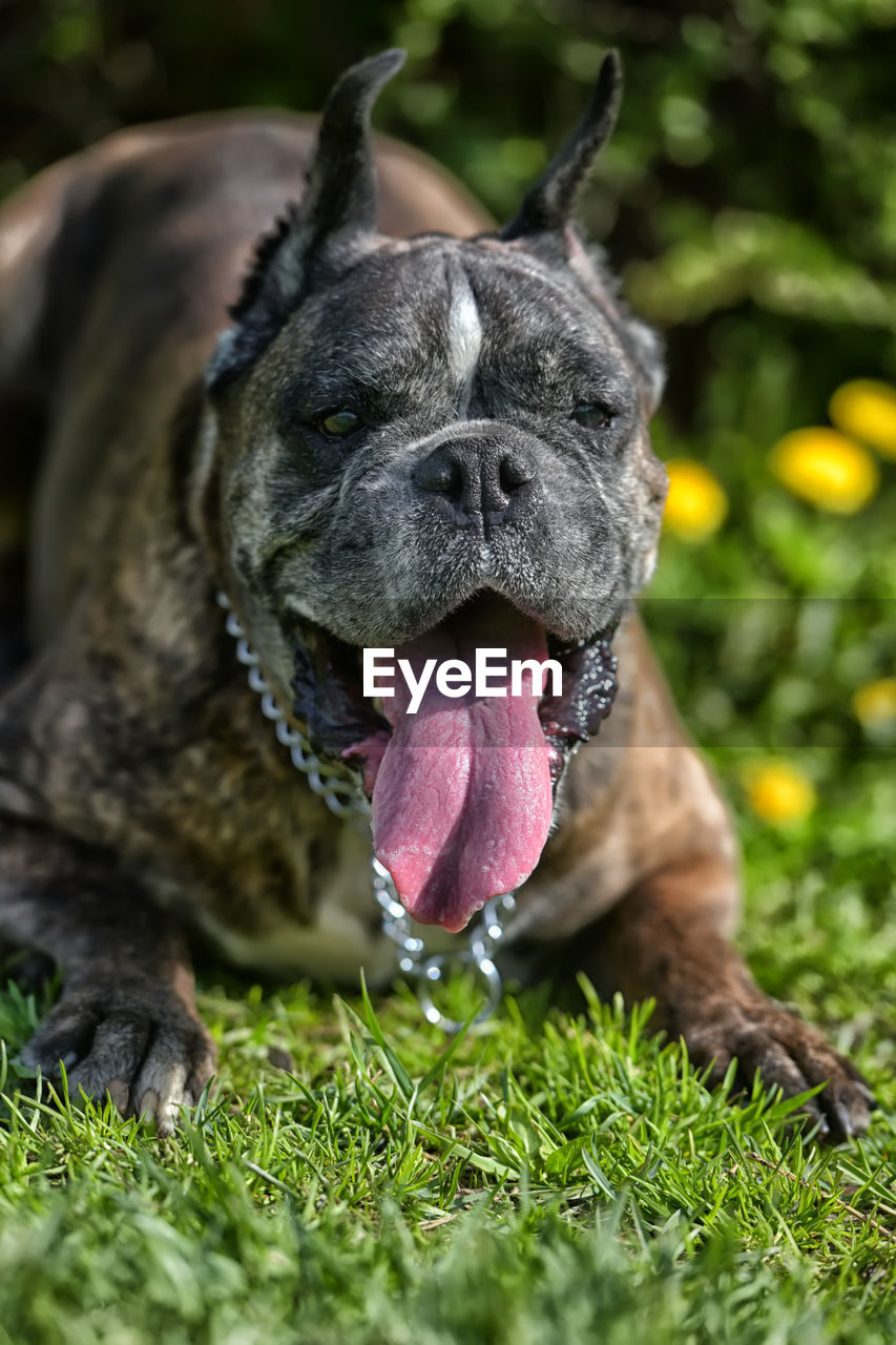 CLOSE-UP OF A DOG IN FIELD