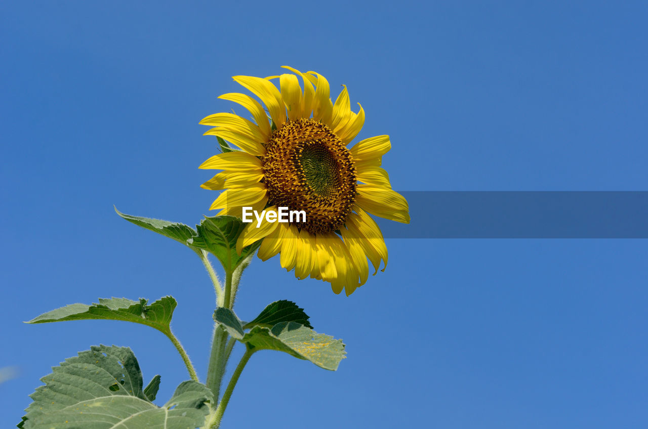 Close-up of sunflower against clear sky