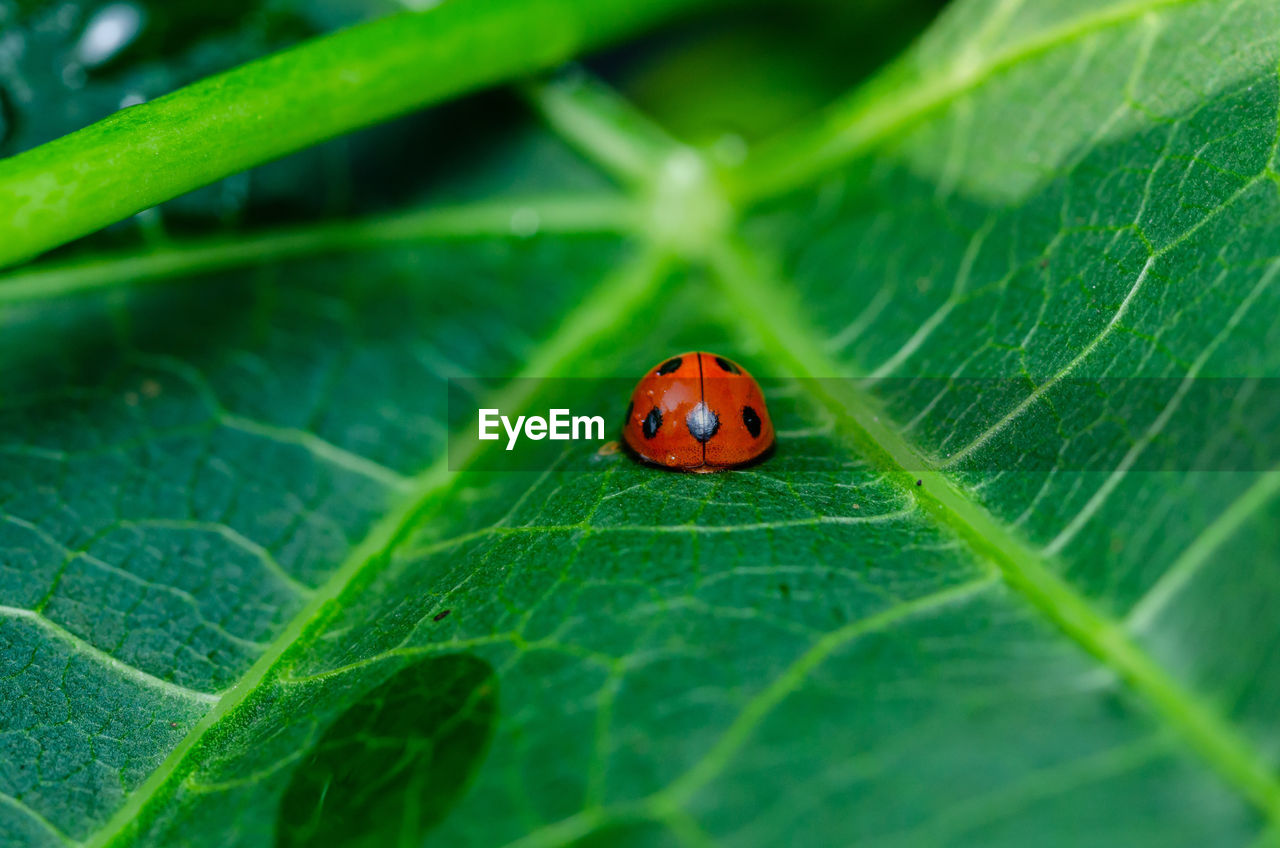 leaf, plant part, animal, insect, ladybug, animal themes, animal wildlife, green, beetle, close-up, nature, one animal, wildlife, macro photography, no people, plant, red, spotted, leaf vein, outdoors, macro, lap dog, selective focus, environment, beauty in nature, day, flower