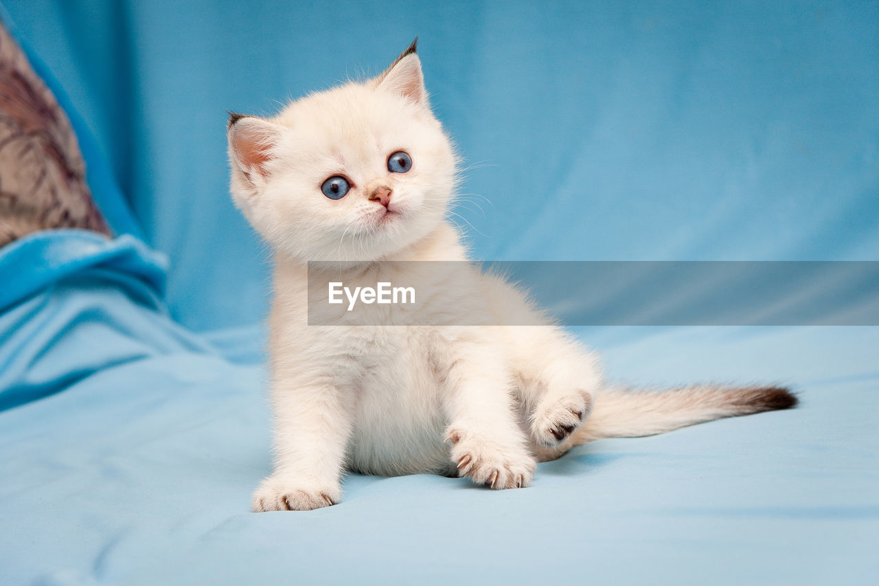 Little cute british kitten color point color with blue eyes