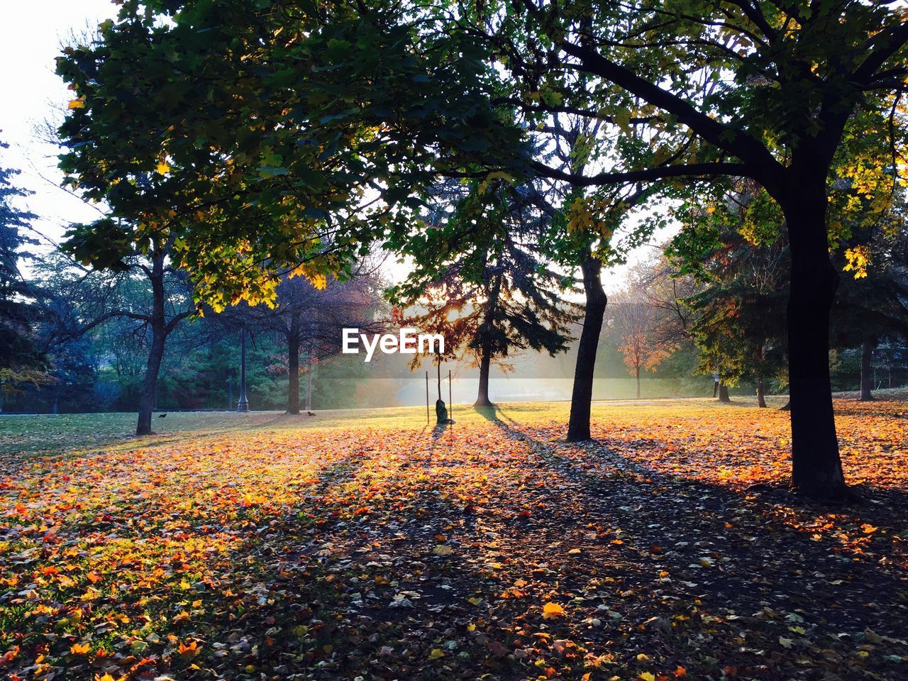 Trees in park during autumn