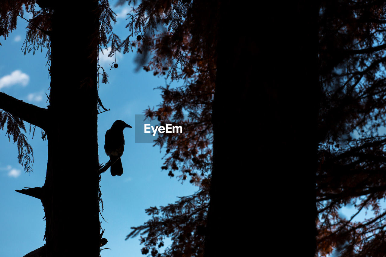 LOW ANGLE VIEW OF BIRD PERCHING ON TREE