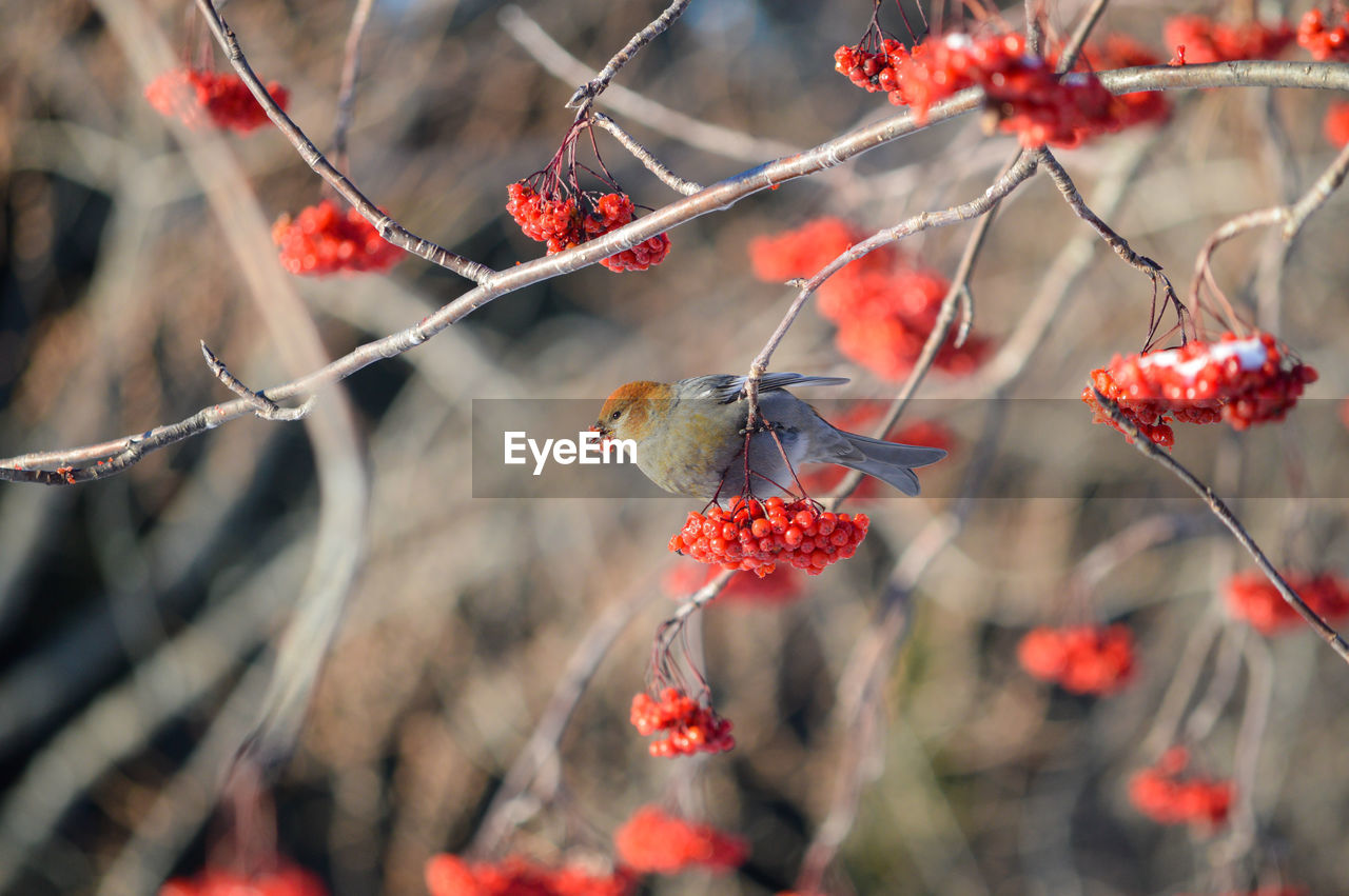 autumn, fruit, red, nature, leaf, plant, tree, flower, berry, food, branch, food and drink, healthy eating, spring, no people, beauty in nature, focus on foreground, day, macro photography, outdoors, freshness, close-up, growth, twig, plant part, blossom, tranquility