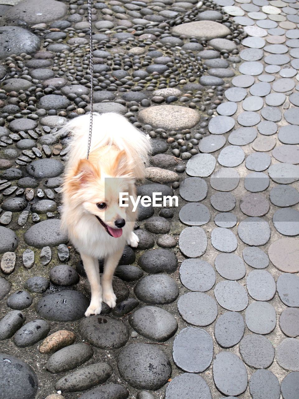 PORTRAIT OF DOG STANDING ON STREET