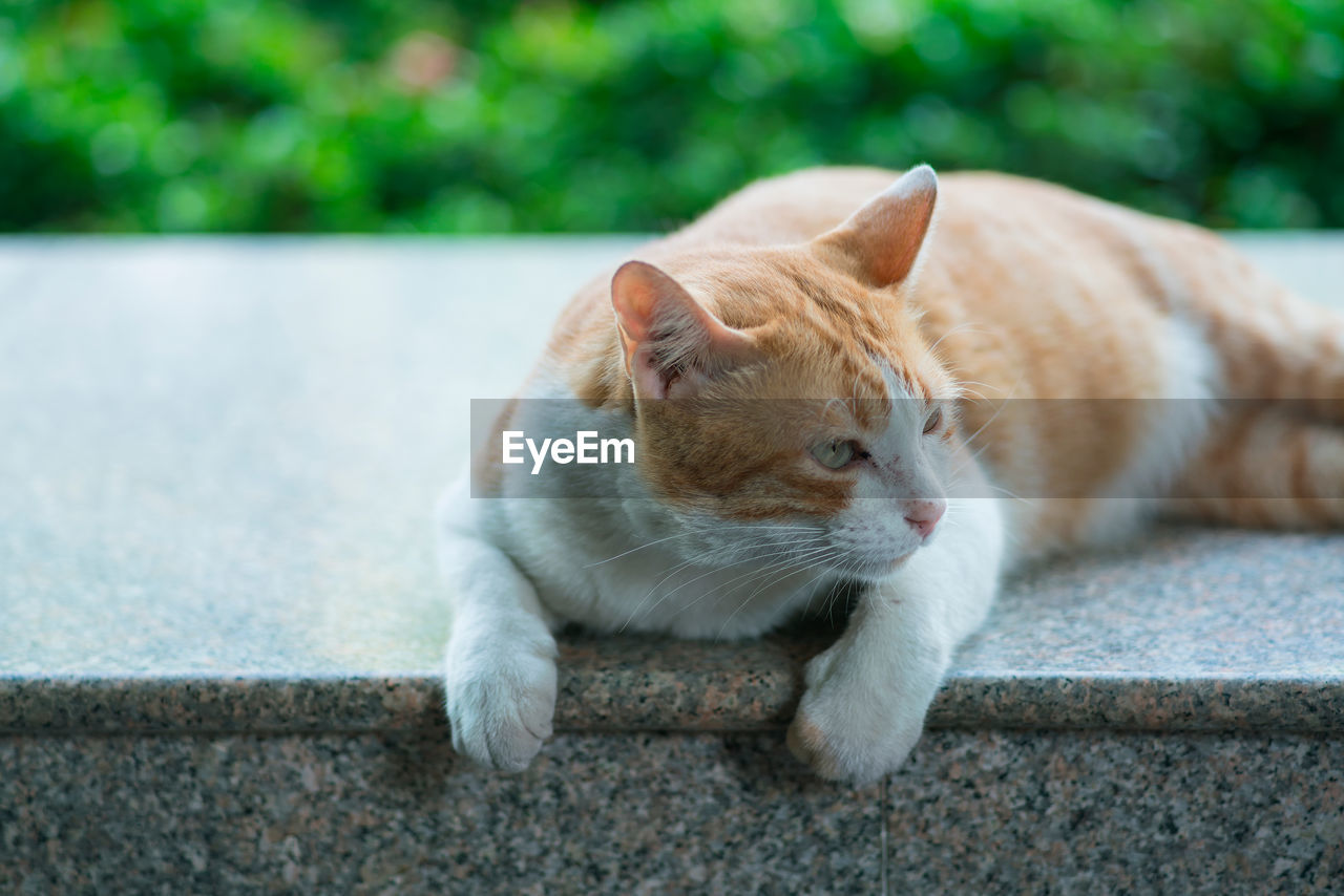 CLOSE-UP OF GINGER CAT BY RETAINING WALL