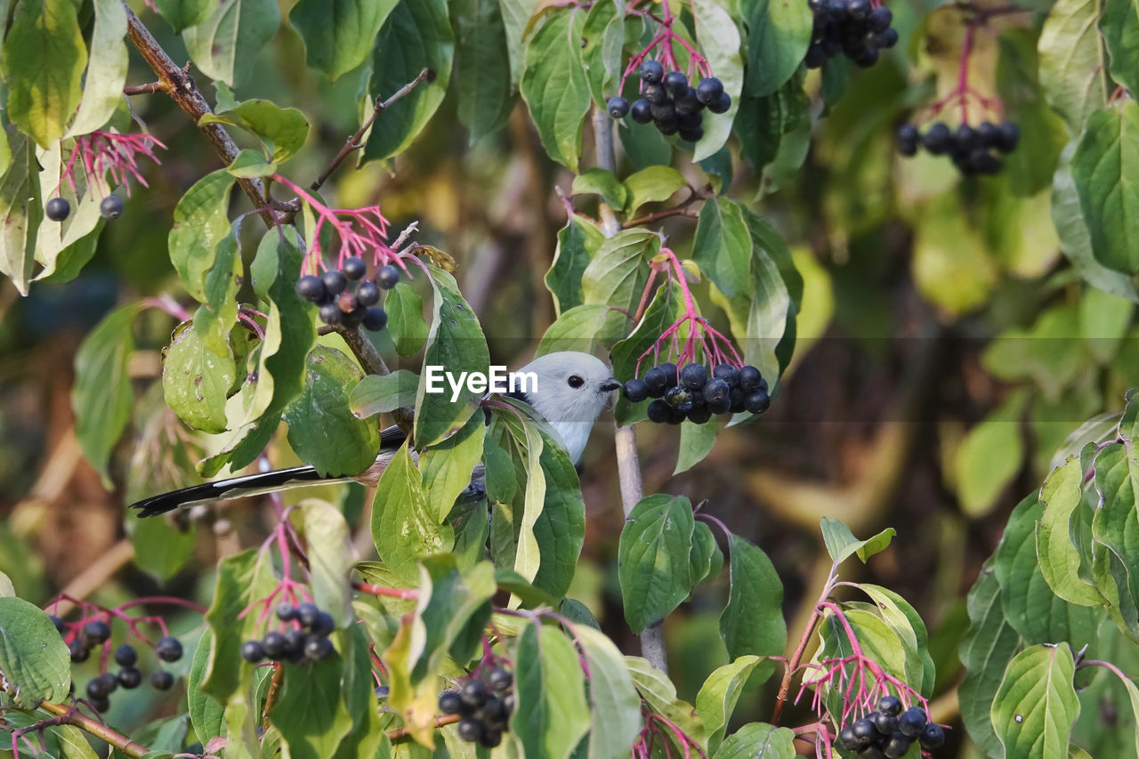 Close-up of long-tailed tit perching on plant