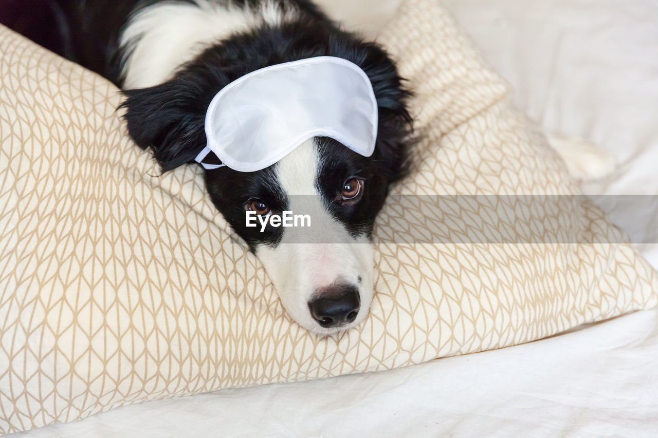 CLOSE-UP PORTRAIT OF A DOG RESTING ON BED