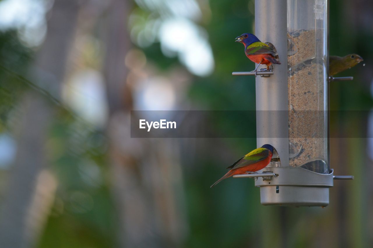 Close-up of birds perching on bird feeder