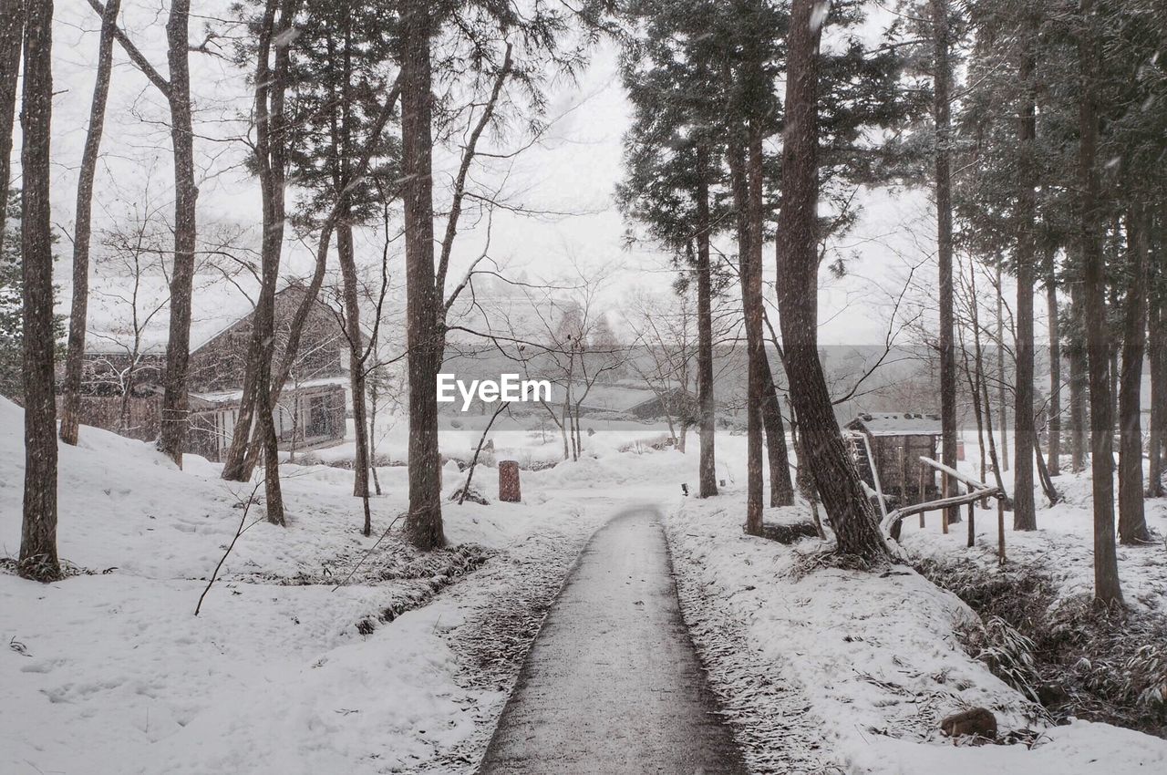 SNOW COVERED TREES IN FOREST DURING WINTER