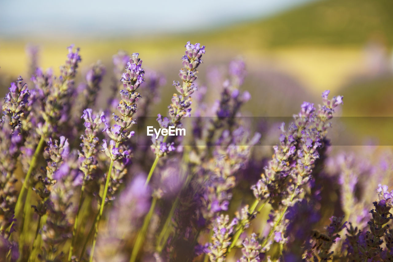 Close-up of lavenders