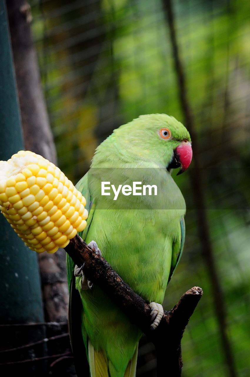 CLOSE-UP OF PARROT ON A LEAF