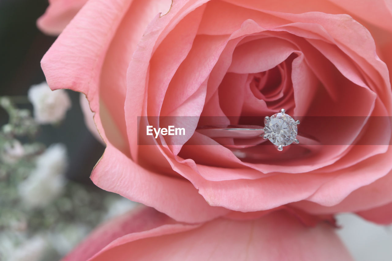 Close-up of wedding ring in rose