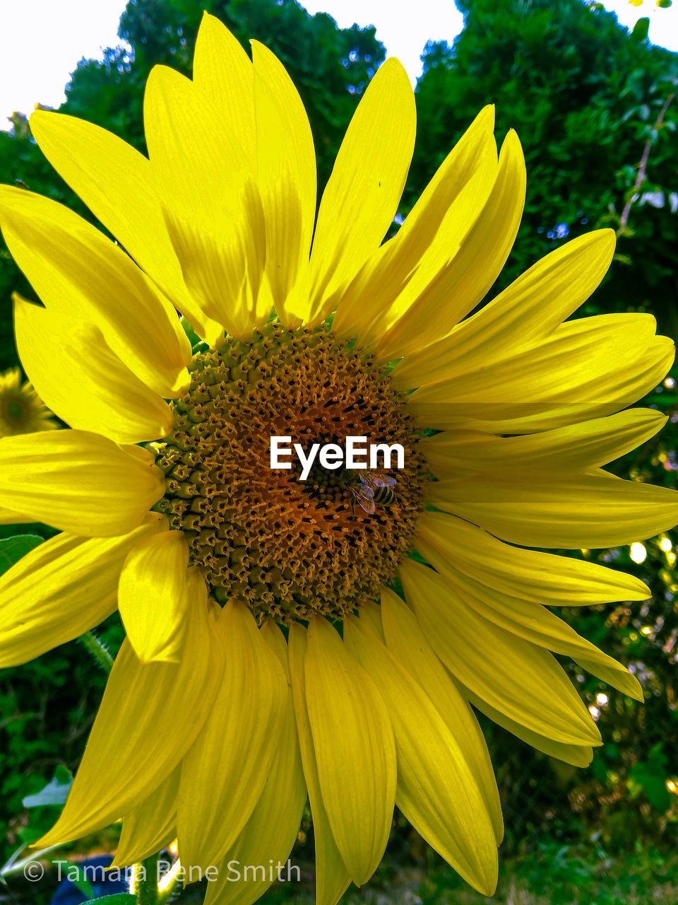 CLOSE-UP OF YELLOW FLOWER