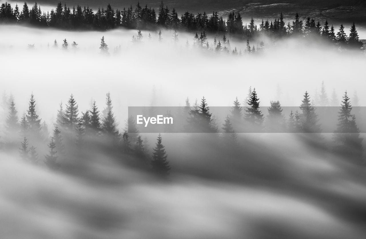 Scenic view of forest during winter