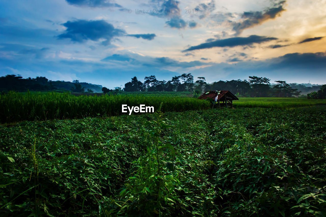 SCENIC VIEW OF FARM FIELD AGAINST SKY