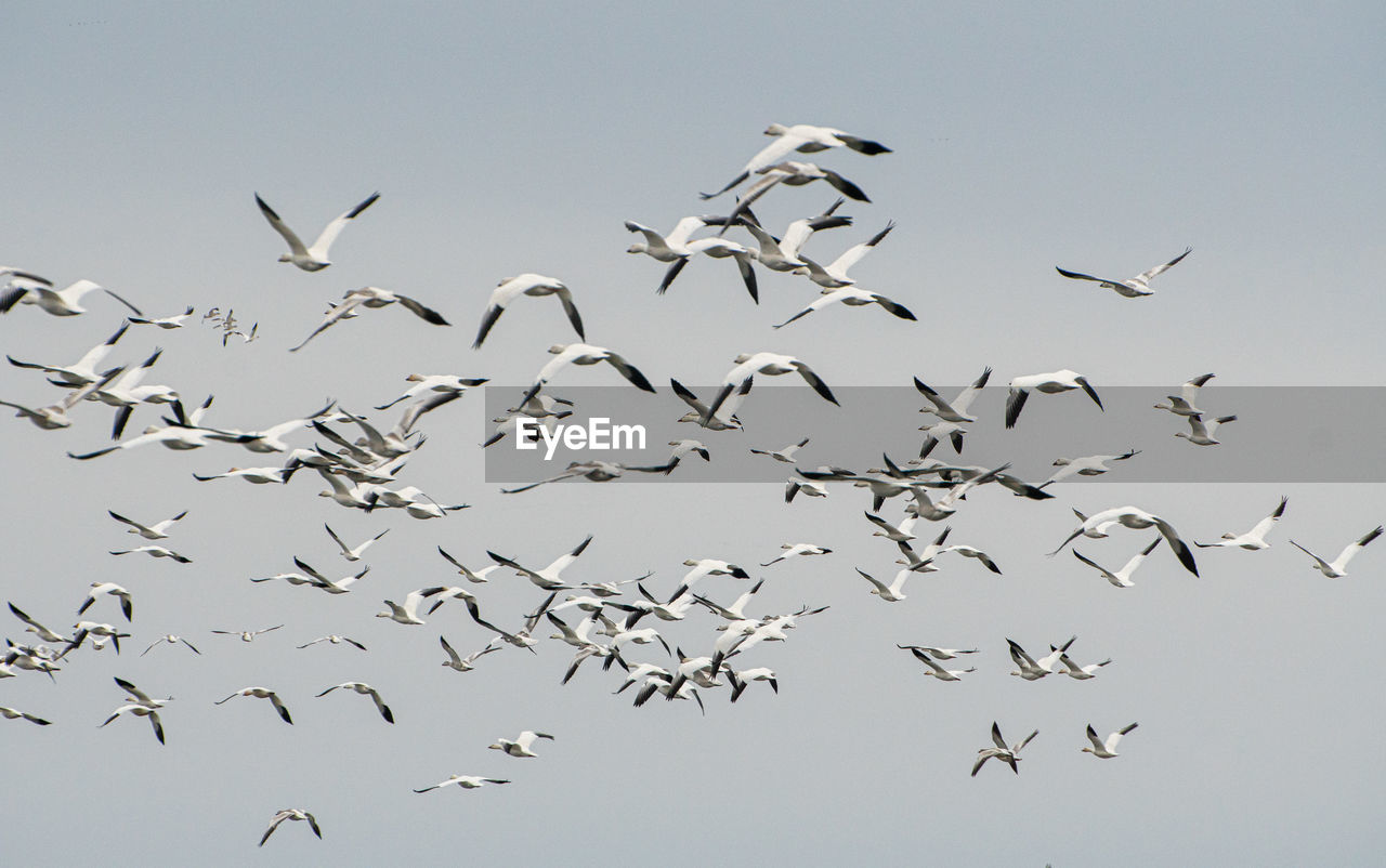 Flock of geese flying