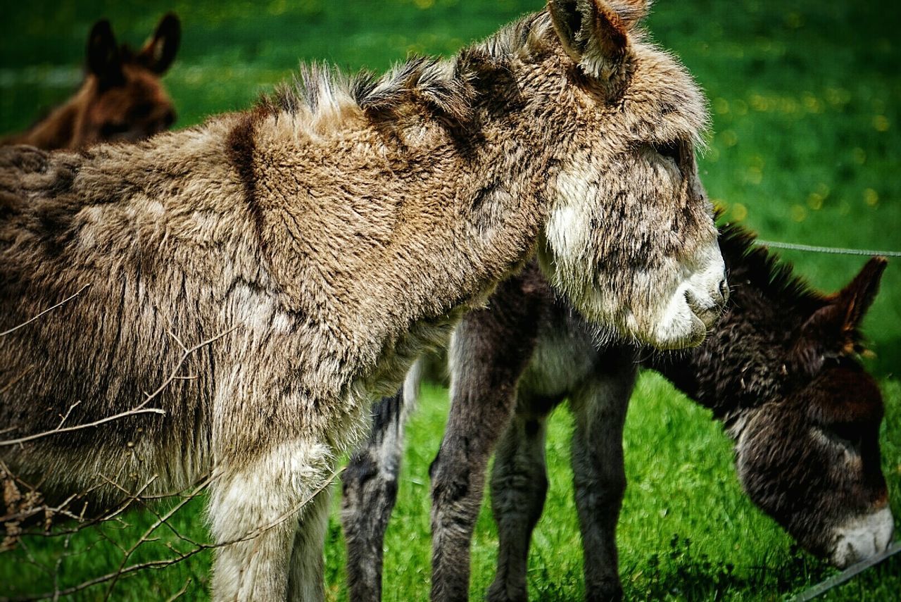 Donkeys grazing on field