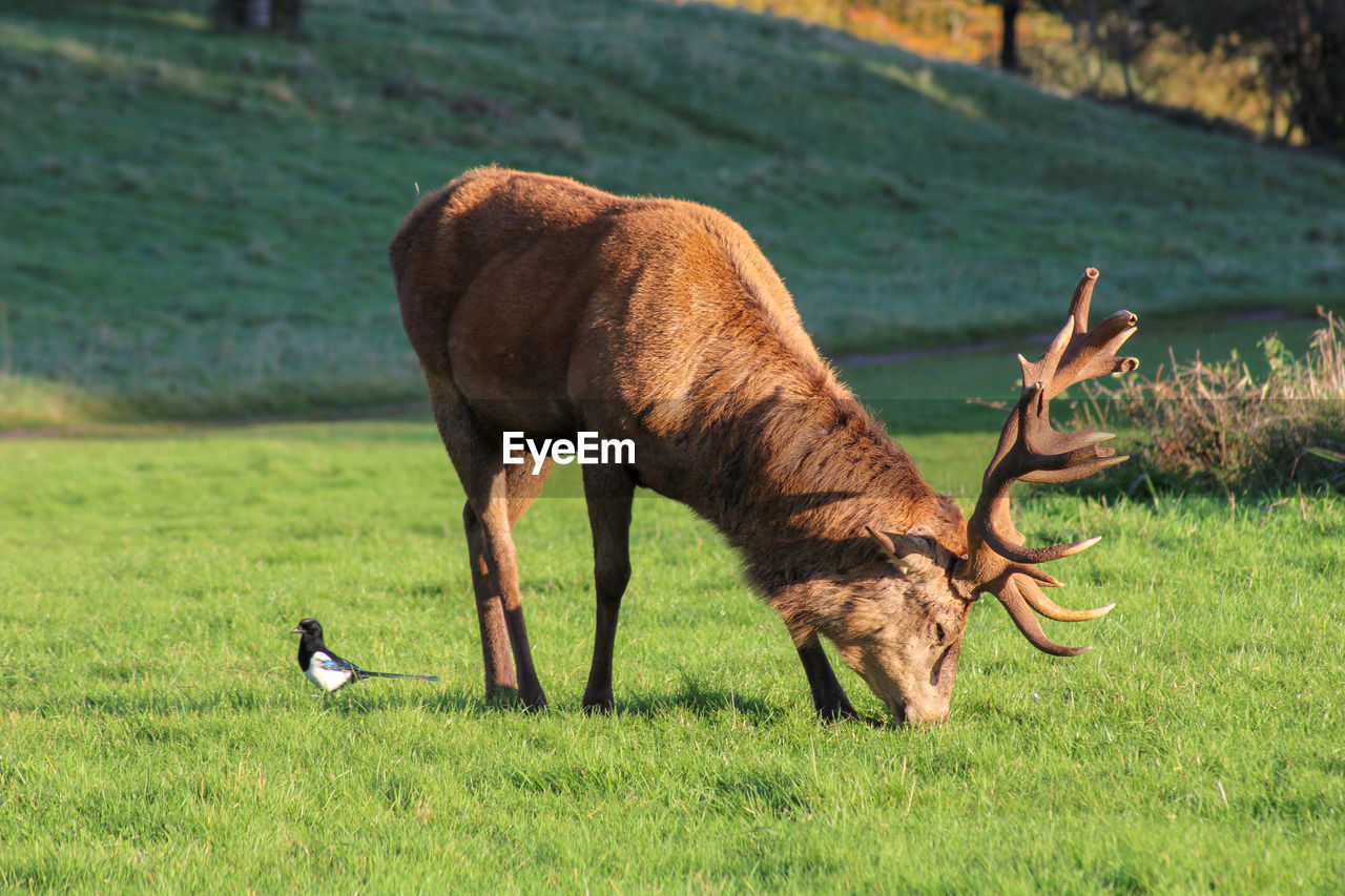 Side view of a stag on field and maggie 