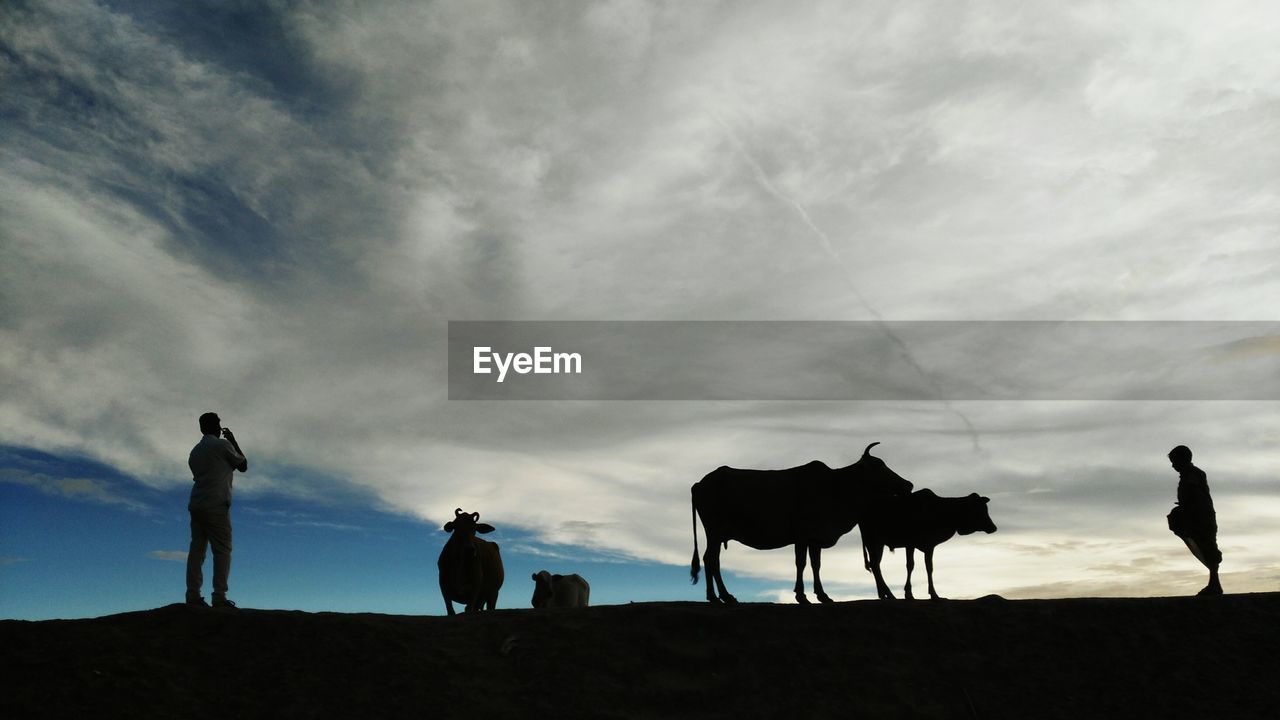 Low angle view of silhouette men and cows in field against cloudy sky during sunset