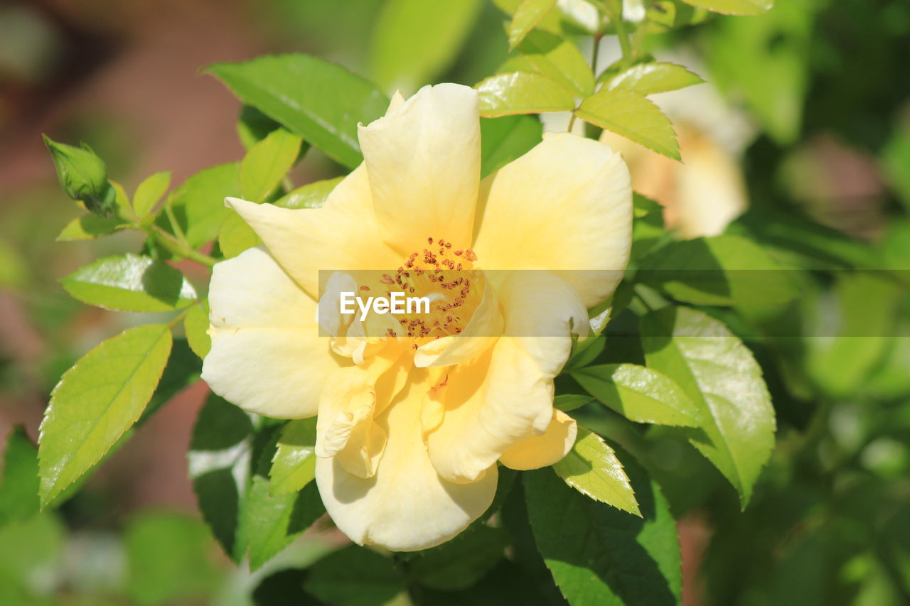 CLOSE-UP OF FLOWER BLOOMING