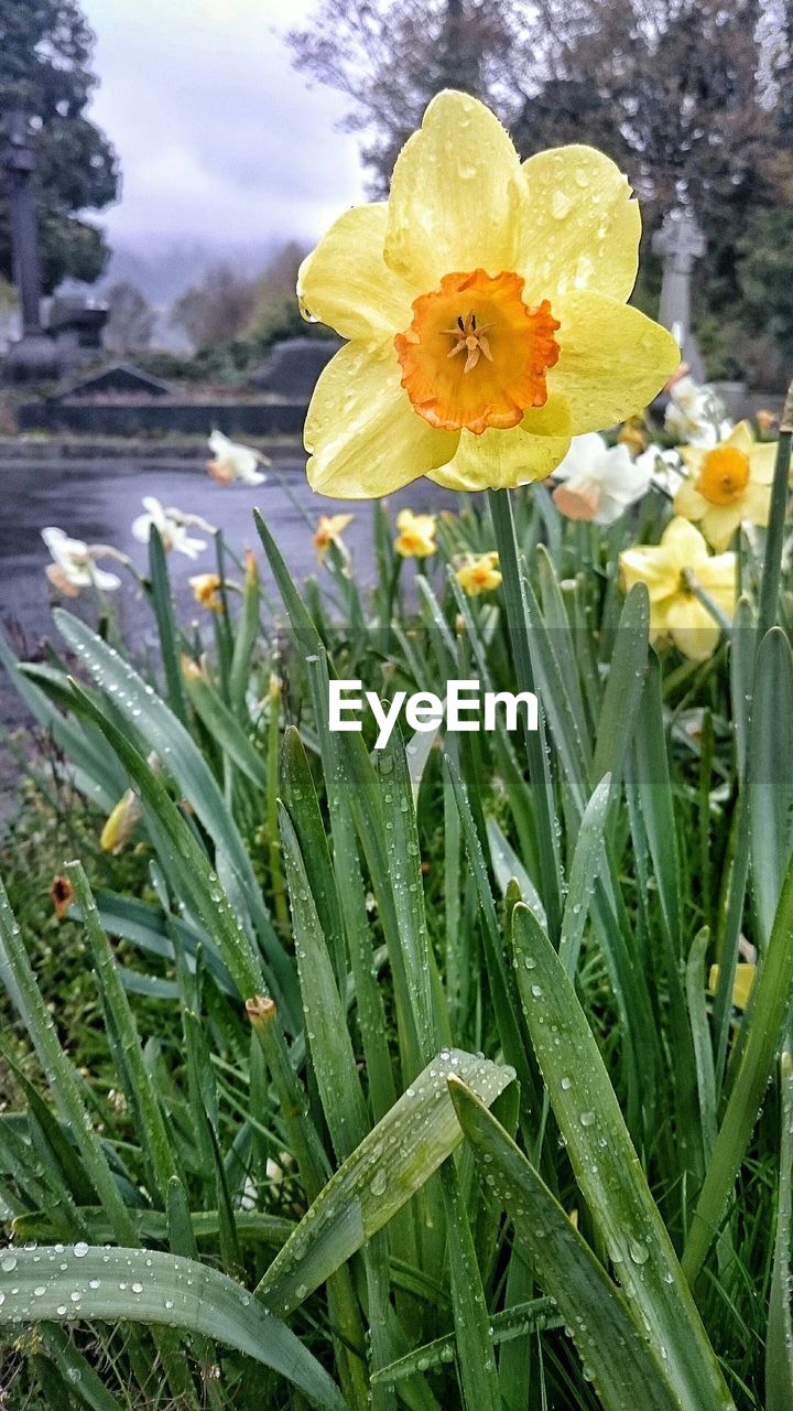 Close-up of daffodil blooming in park