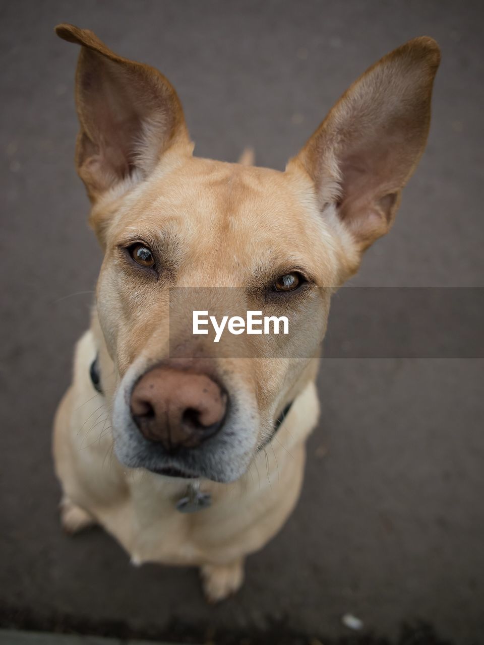 Close-up portrait of dog