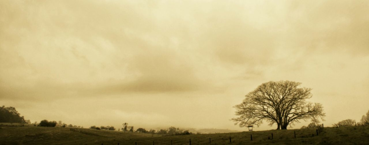 TREES ON FIELD AGAINST CLOUDY SKY