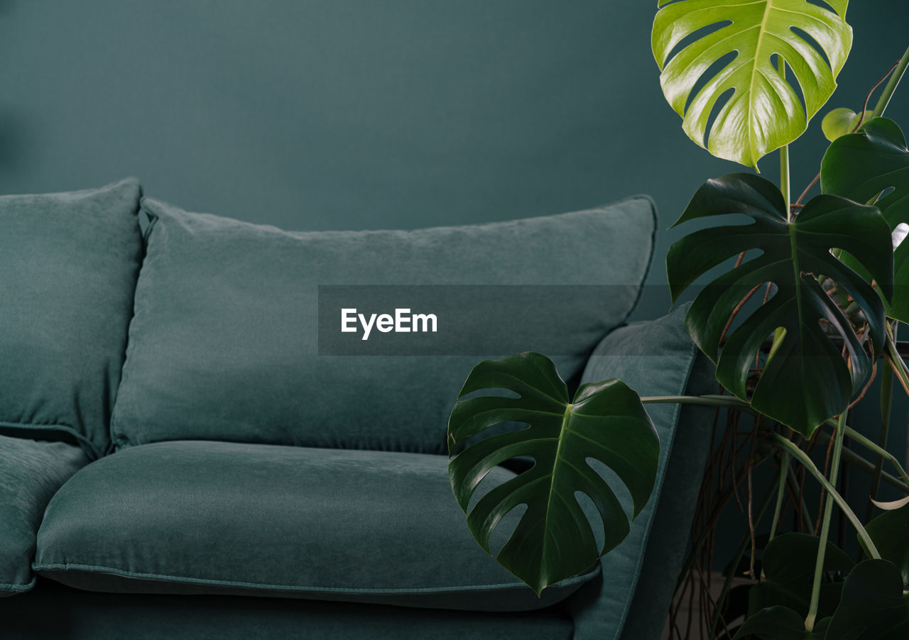 Modern scandinavian couch with plant near. urban jungle. high quality photo