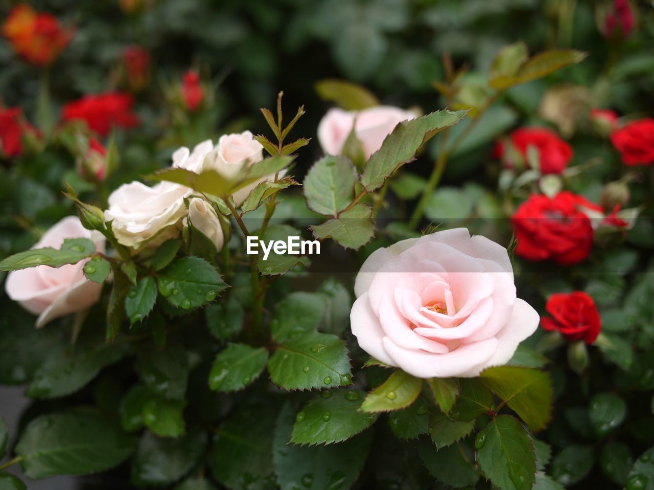 Close-up of pink rose