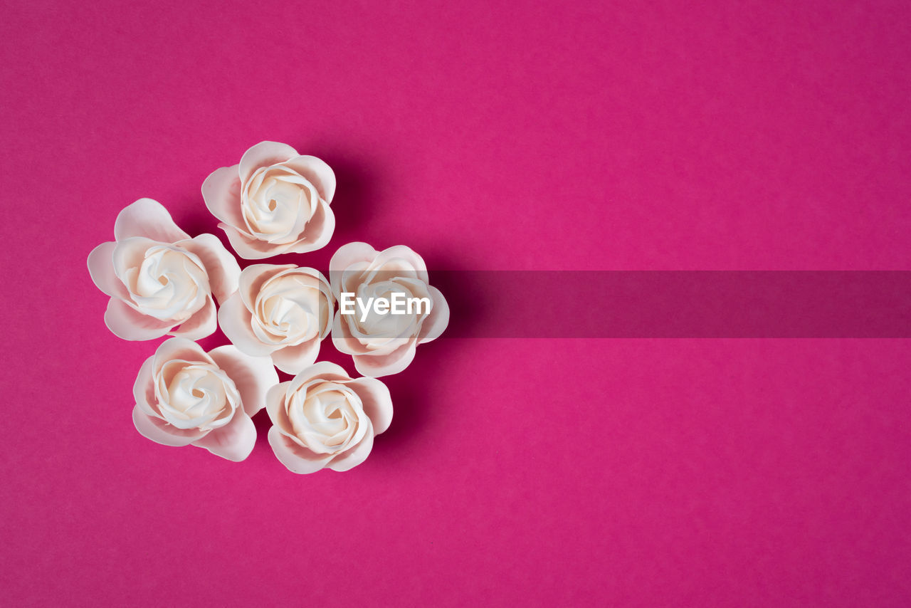 White roses on a pink background with space for text. valentine's day concept.