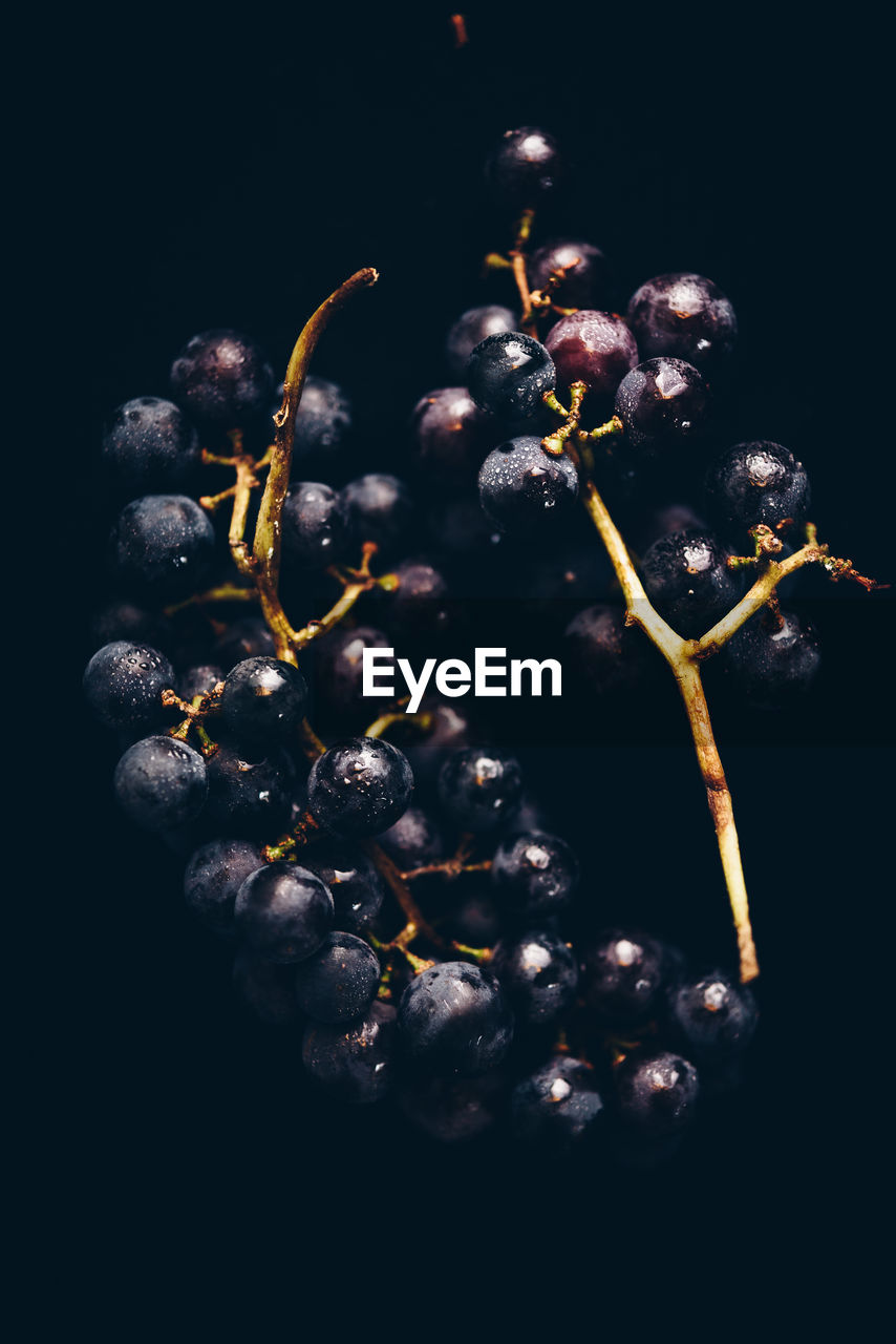 Close-up of berries against black background