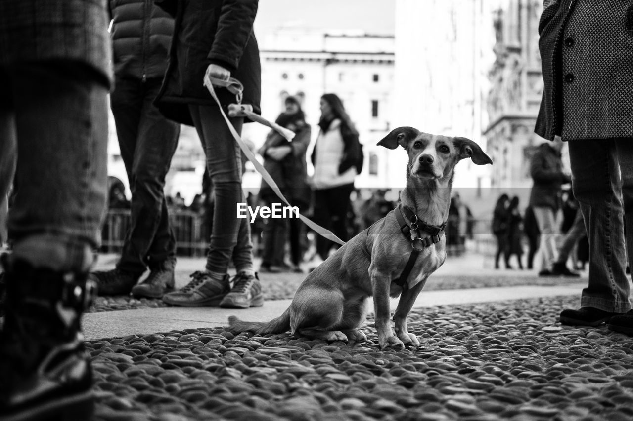 Dog on footpath by people in city