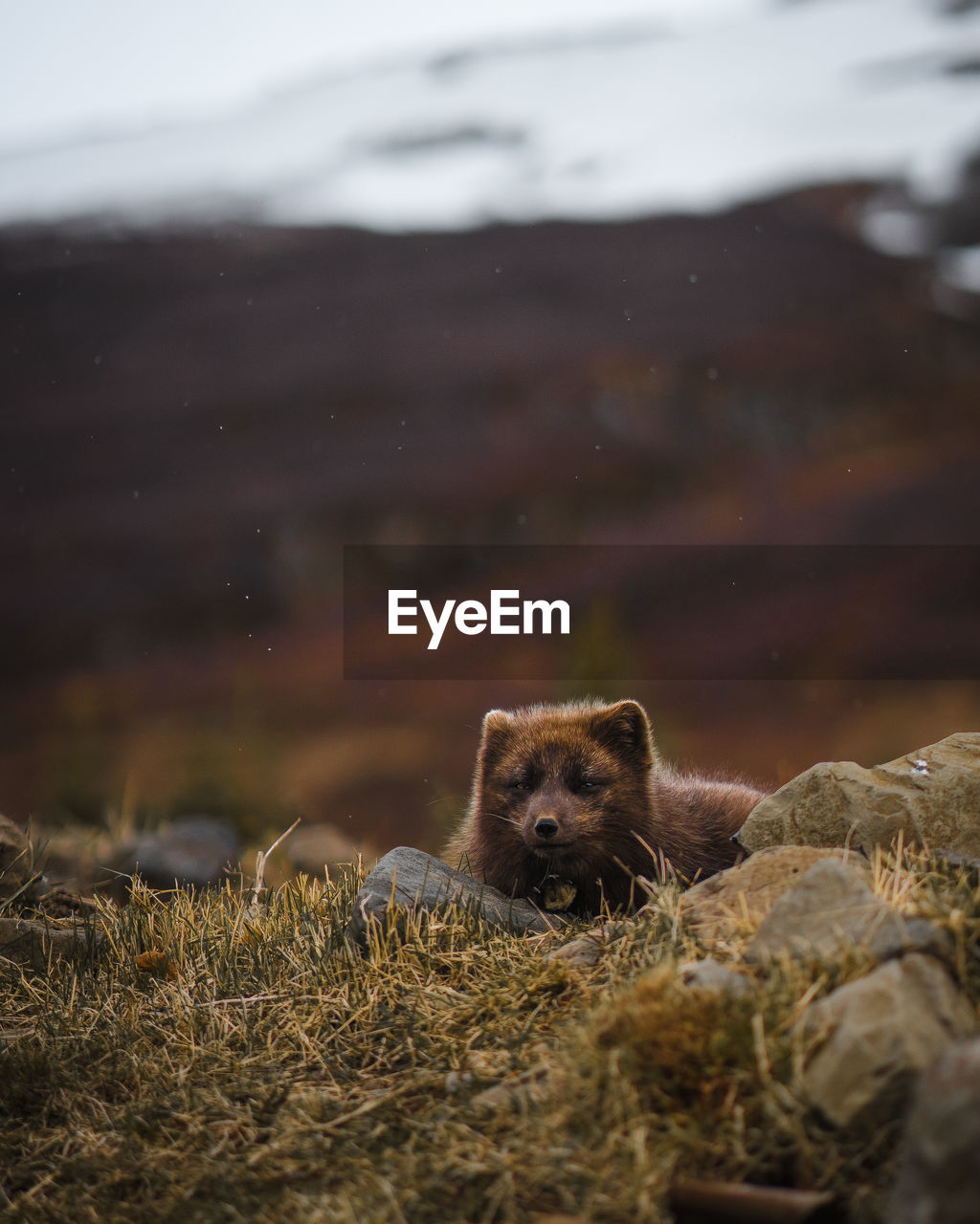 Mammal resting on field