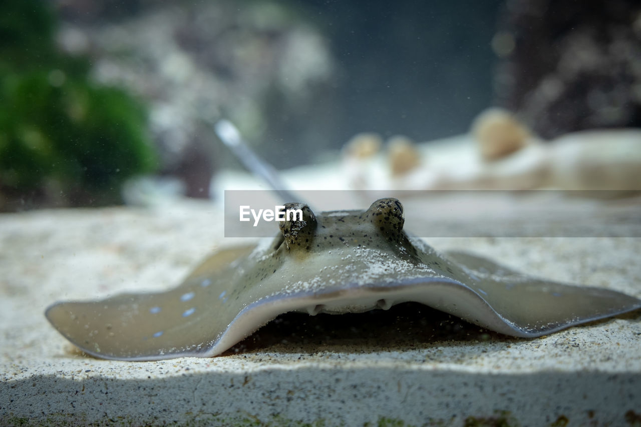 Close-up of turtle in sea