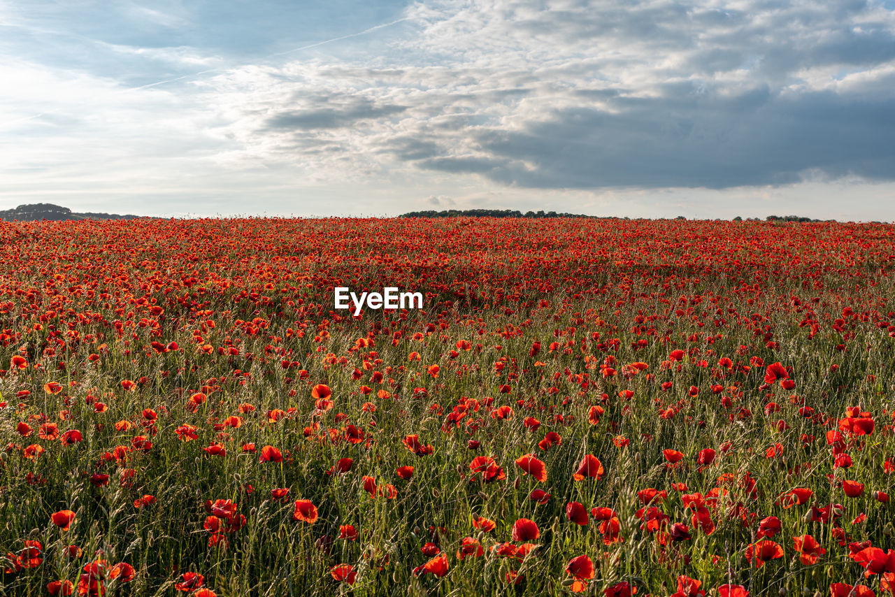 RED POPPY FLOWERS GROWING ON FIELD