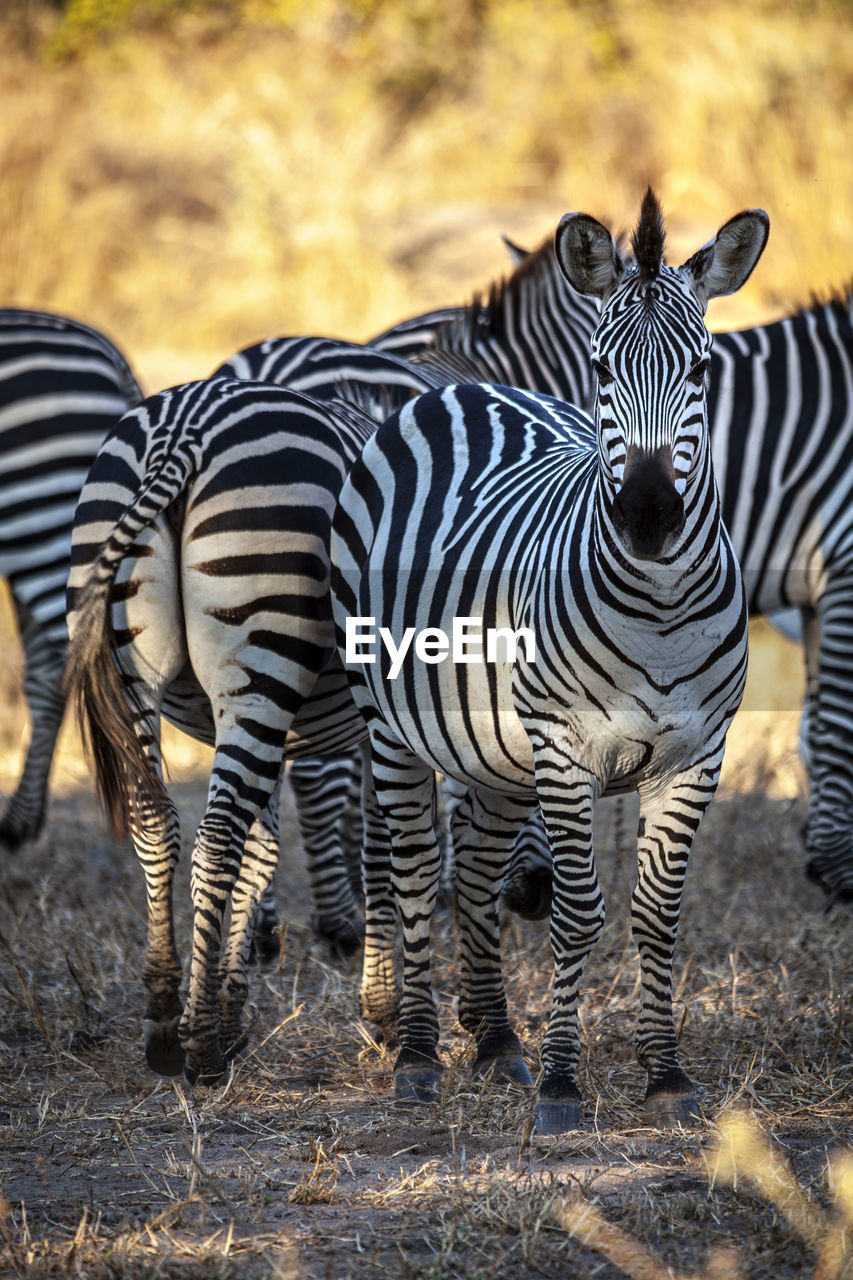 zebra standing in zoo