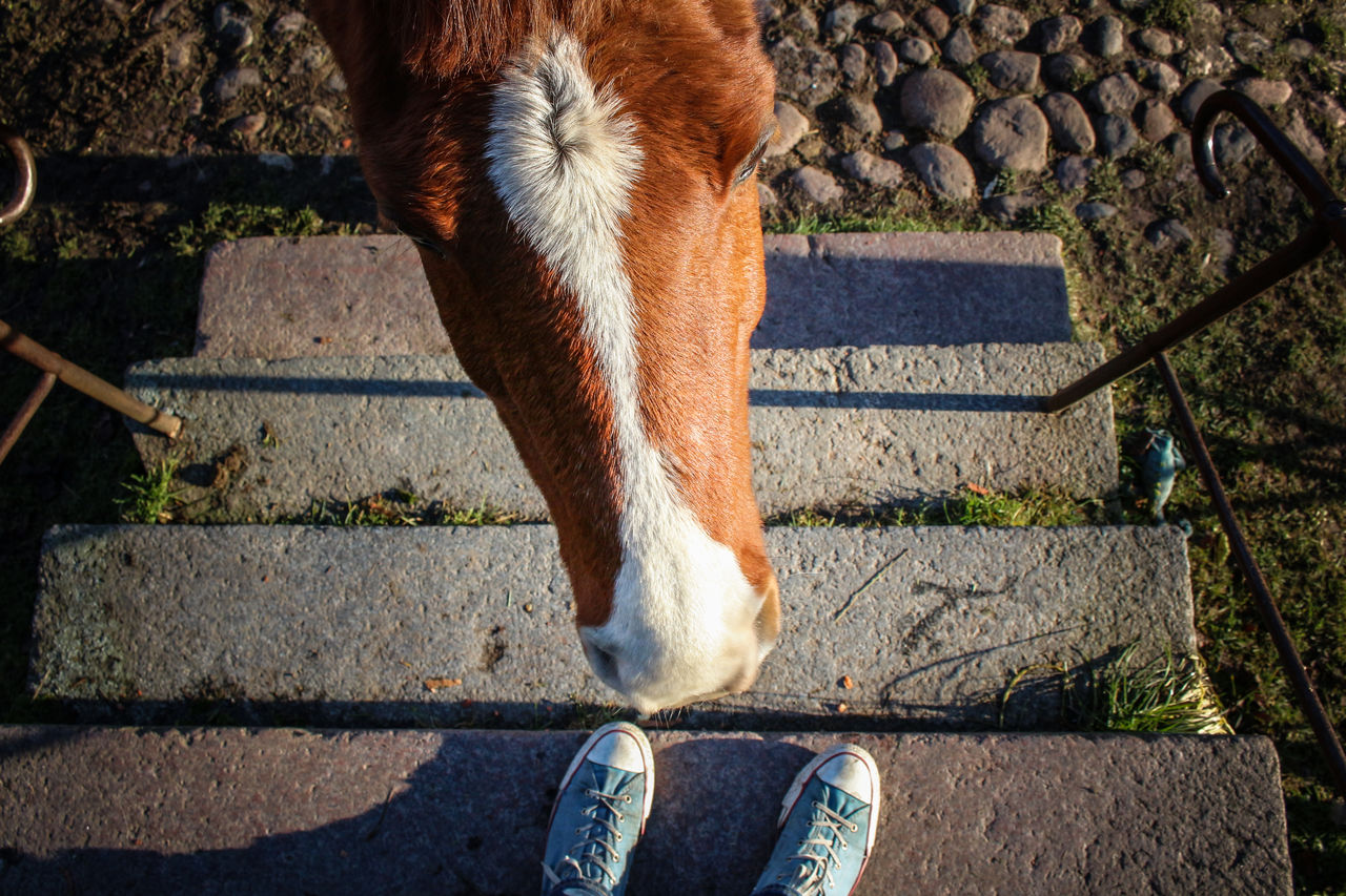 High angle view of horse