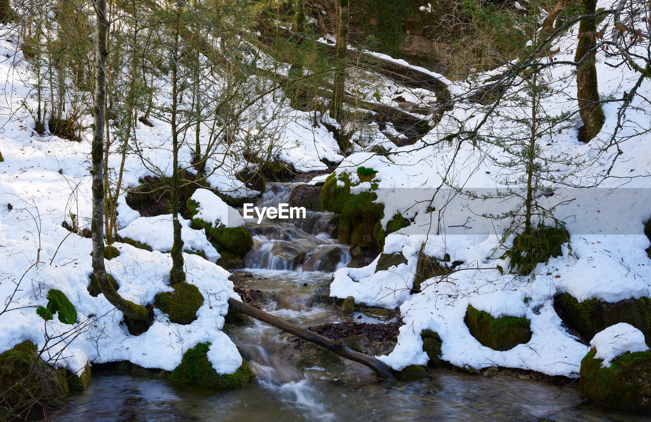 SCENIC VIEW OF RIVER IN FOREST