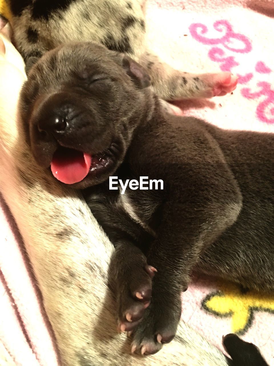 CLOSE-UP OF DOG LOOKING UP